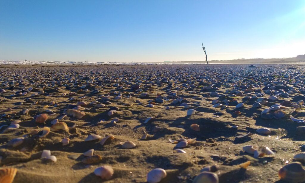 Lido di Venezia Alberoni spiaggia