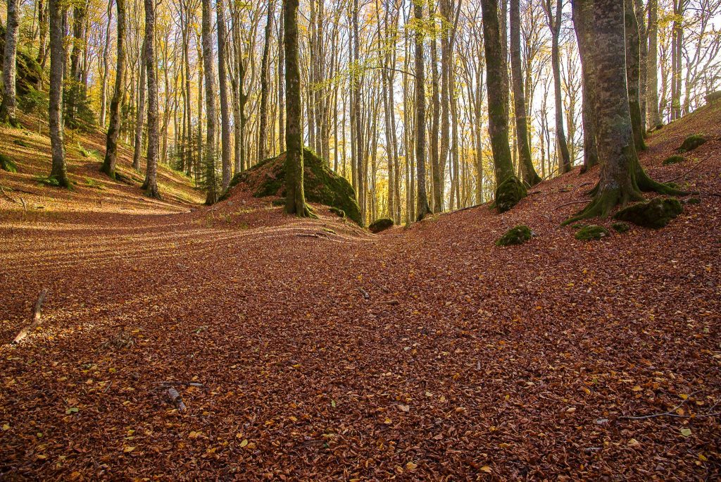 Bibbiena, Santuario della Verna. La foto è di Carlo Gabrielli