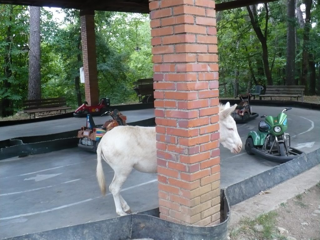 Poppi, Parco Zoo: pausa pranzo nella pista vintage degli autoscontri.