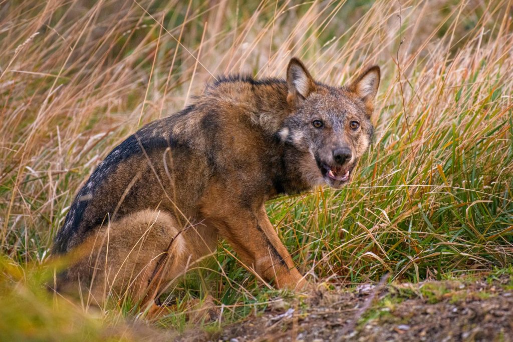 Parco delle Foreste Casentinesi: la foto è di Carlo Gabrielli, vincitore nel 2021 del concorso fotografico istituito dal Parco Nazionale delle Foreste Casentinesi.