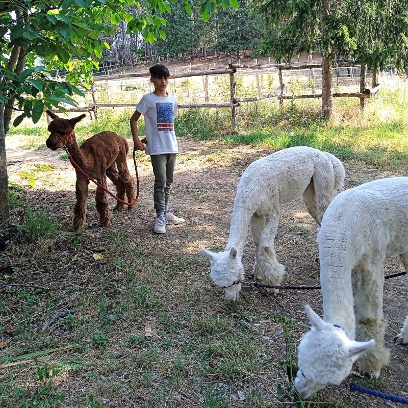 Toscana Pratovecchio Agriturismo Lucatello passeggiata alpaca