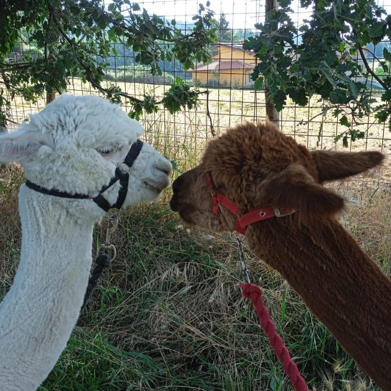 Toscana Pratovecchio Agriturismo Lucatello passeggiata alpaca