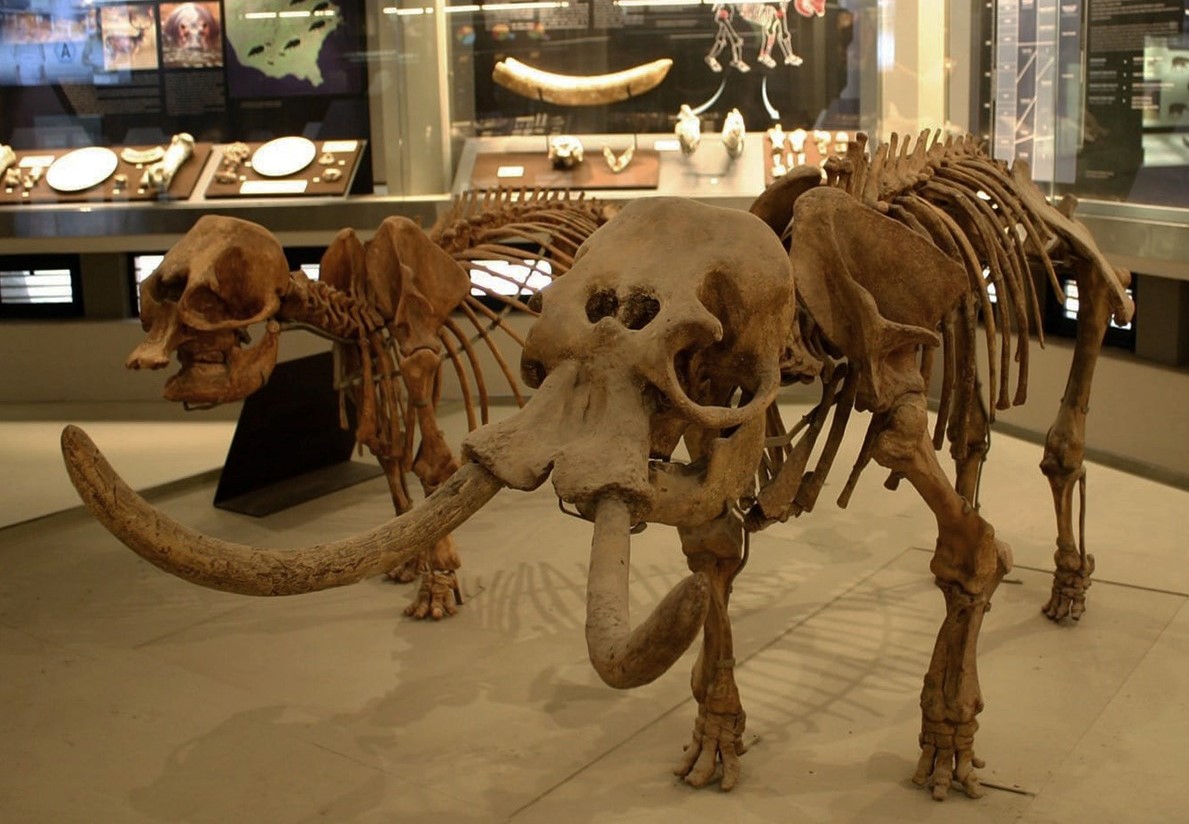 Siracusa Museo Archeologico Paolo Orsi elefanti nani
