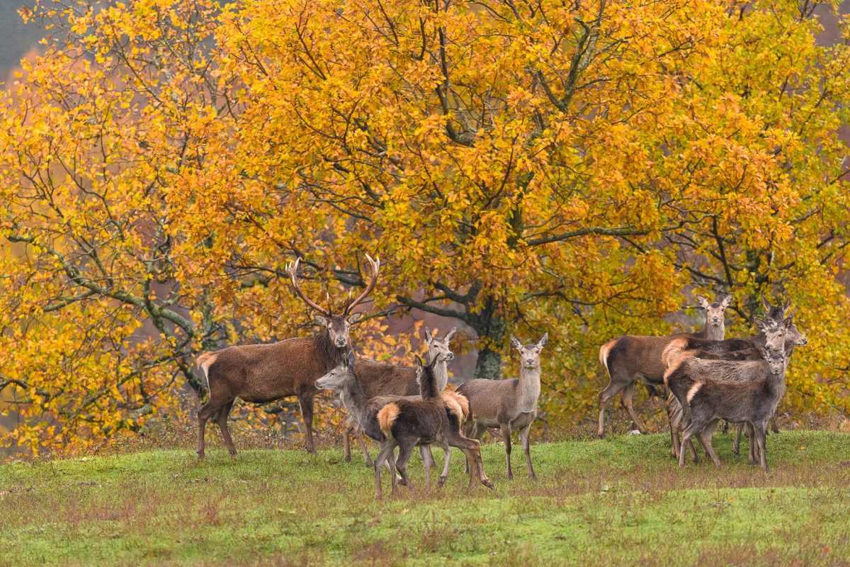 Parco Foreste Casentinesi foliage autunno cervi