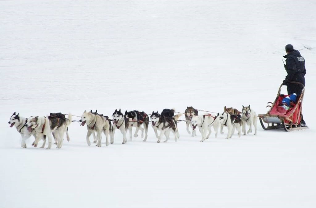 sulla neve senza sciare bambini sleddog husky village valtellina - 1