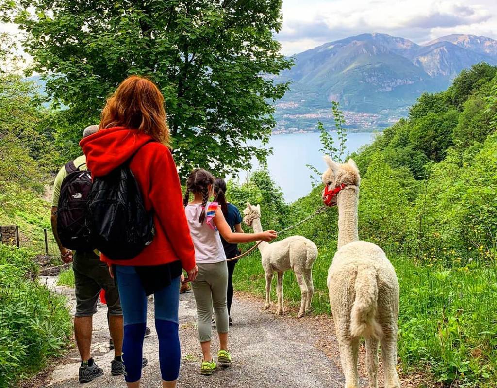 Alpaca passeggiate Agriturismo Eldosdelbec Lombardia Brescia (1)