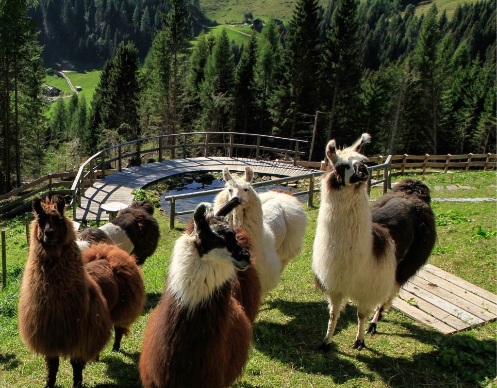 Alpaca passeggiate Chalet nel Doch Trento