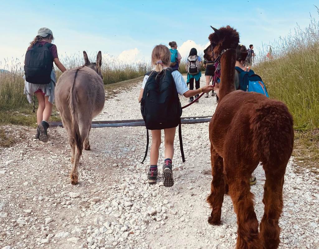 Alpaca trekking Silpaca TRento