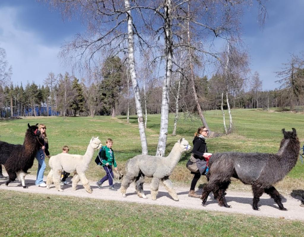 Alto Adige Trekking con alpaca Maso Kaserhof (Bolzano)