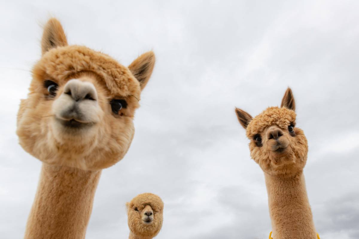 Esperienze passeggiate con alpaca lama Italia