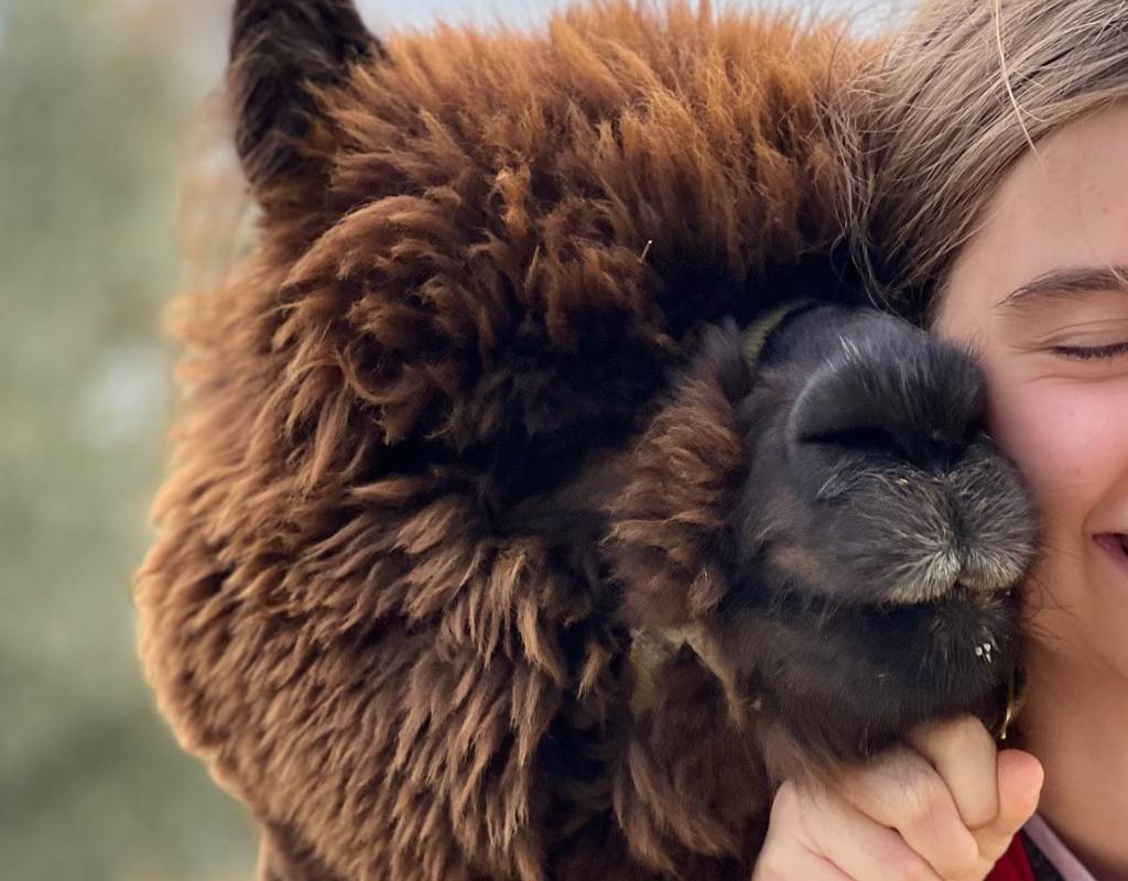 Mio Alpaca passeggiate Firenze