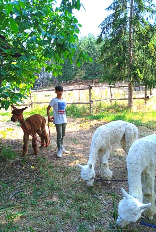 Passeggiata con alpaca arezzo Lucatello agriturismo