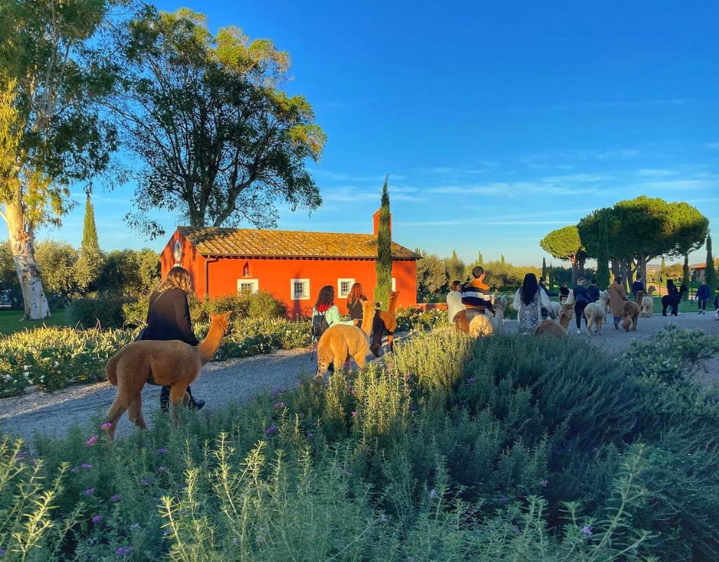 Piani degli Alpaca passeggiate Viterbo