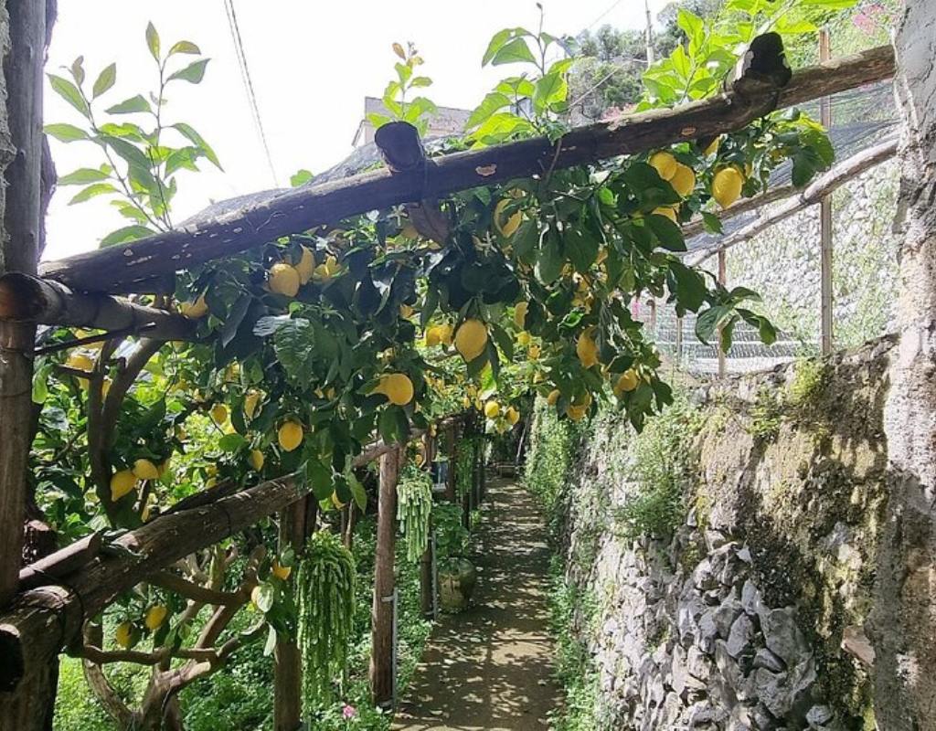 Costiera Amalfitana Maiori Minori sentiero limoni