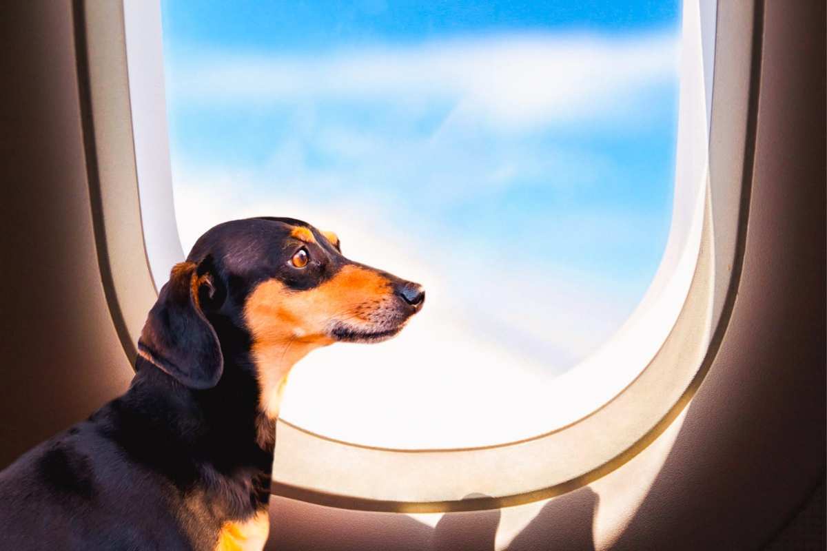 In aereo con cane animali in cabina compagnie