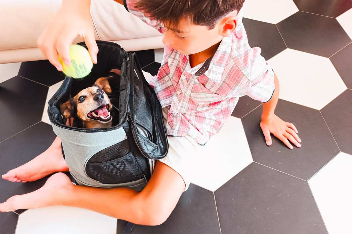 In aereo con cane animali in cabina compagnie (1)