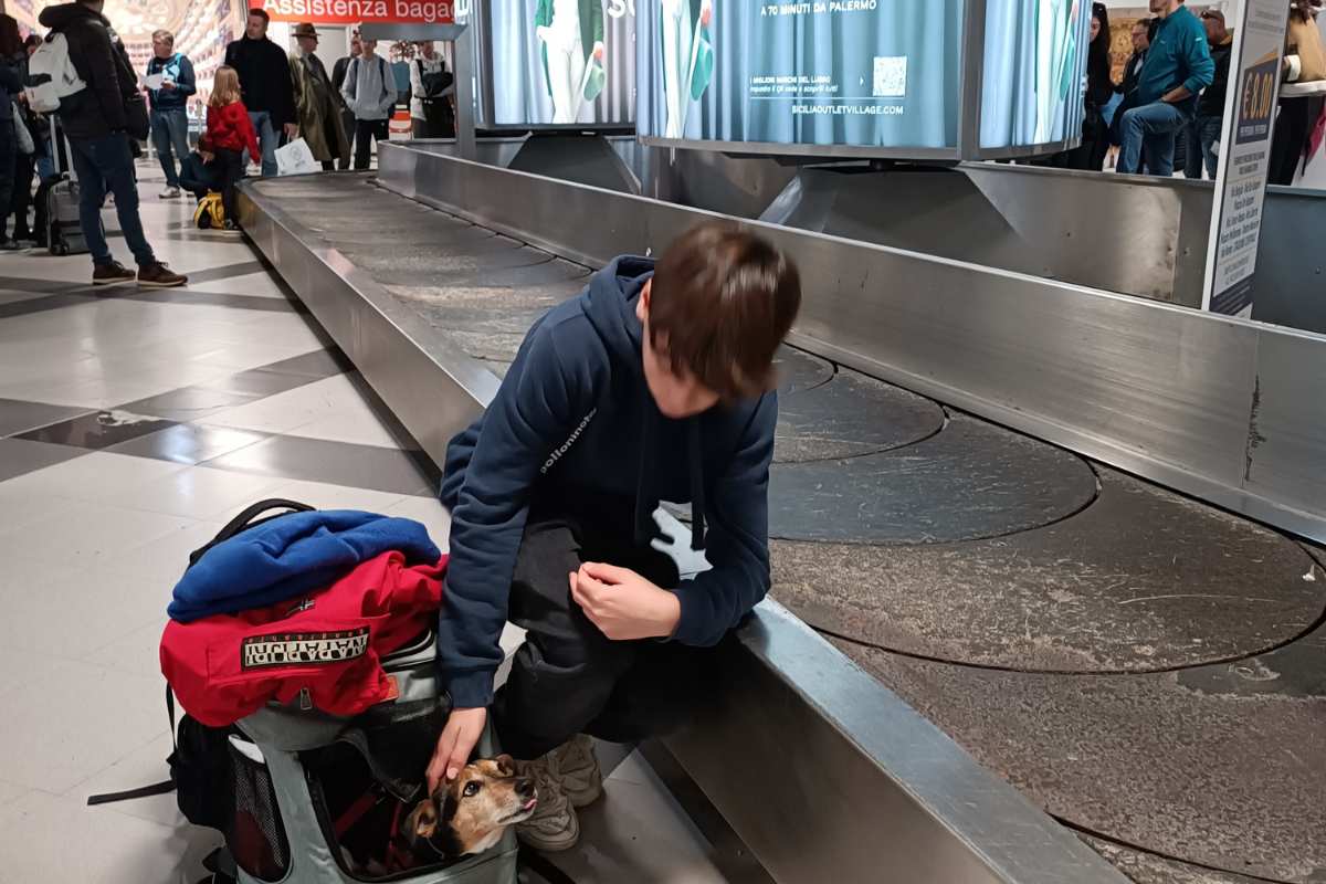 in aereoporto con cane compagnie eree che accettano animali
