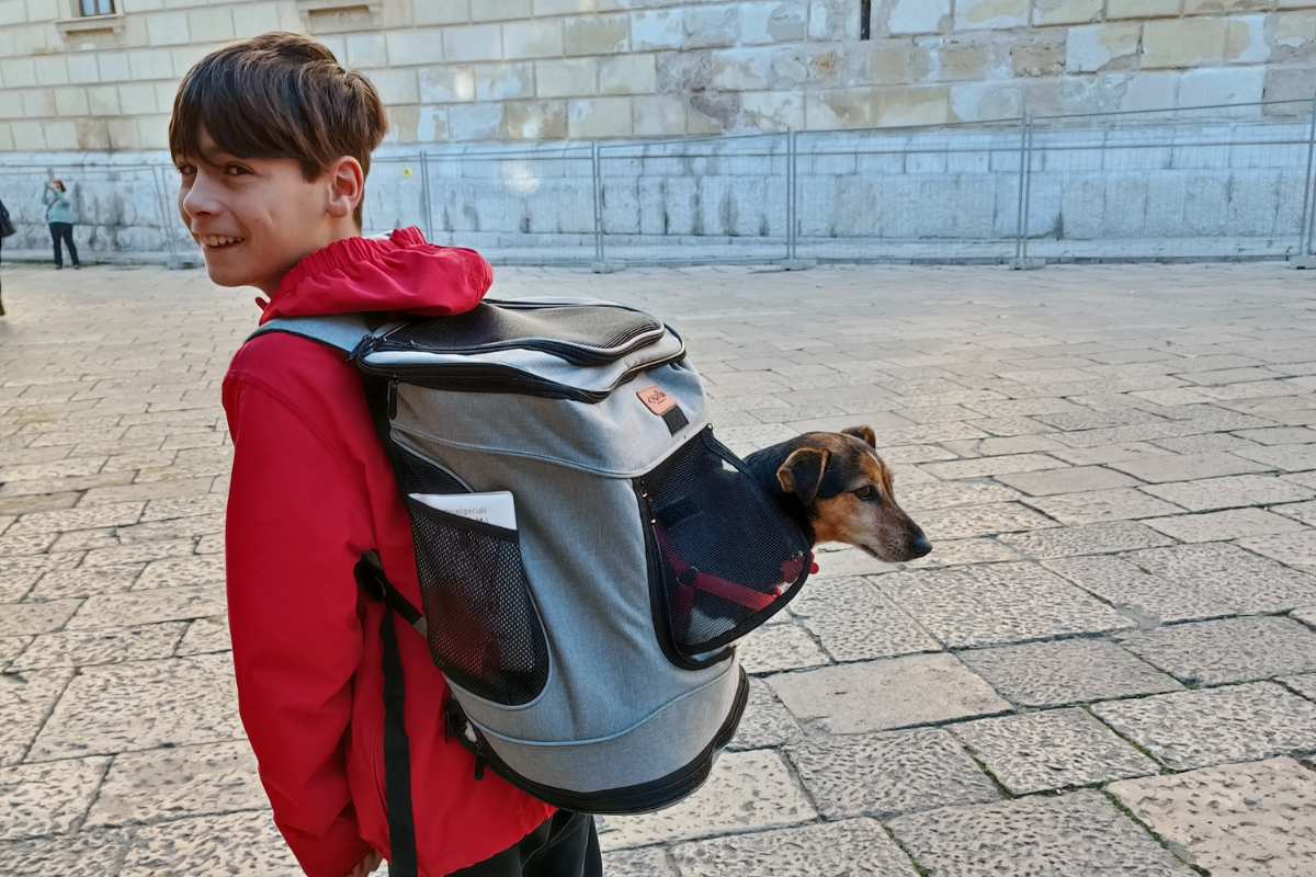 volare in aereo con cane in cabina