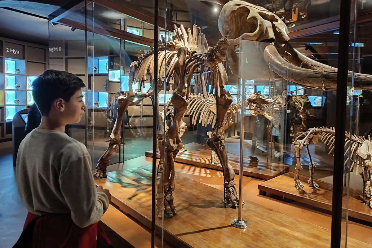 Museo della Natura e dell'Uomo MNU Padova fossili elefante