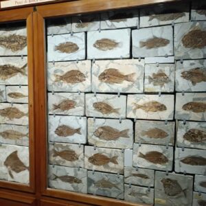 Padova Museo della Natura e dell'Uomo fossili Bolca