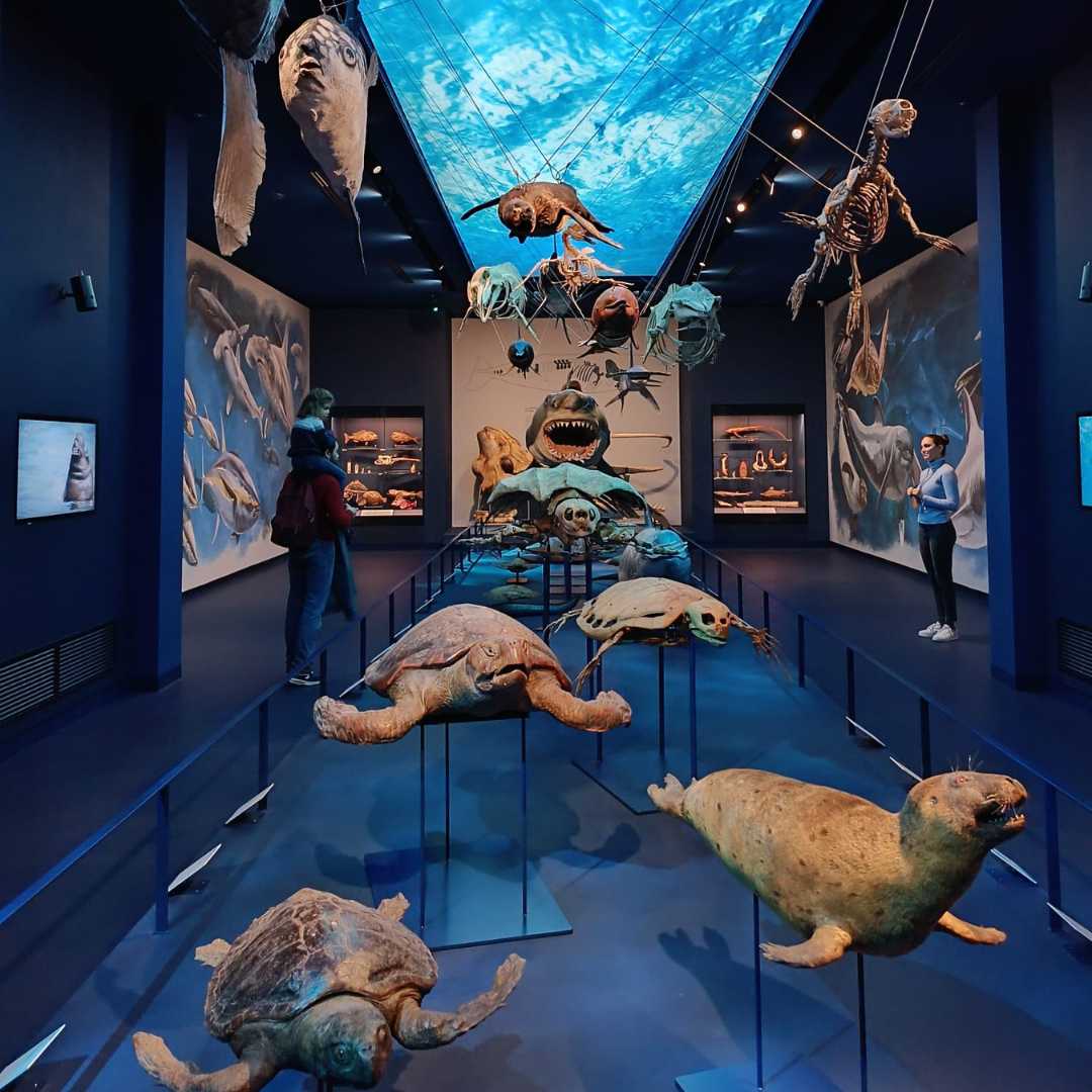 Padova Museo della Natura e dell'Uomo sezione ambienti acquatici