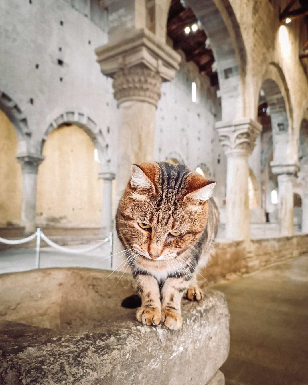 Tuscania in Tuscia borgo di gatti etruschi
