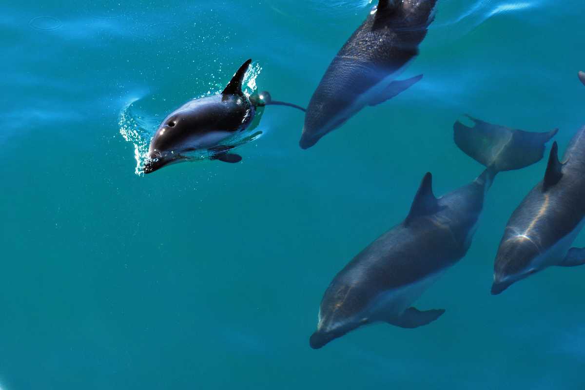 Sardegna esperienze bambini Progetto Natura dolphin watching delfini Alghero