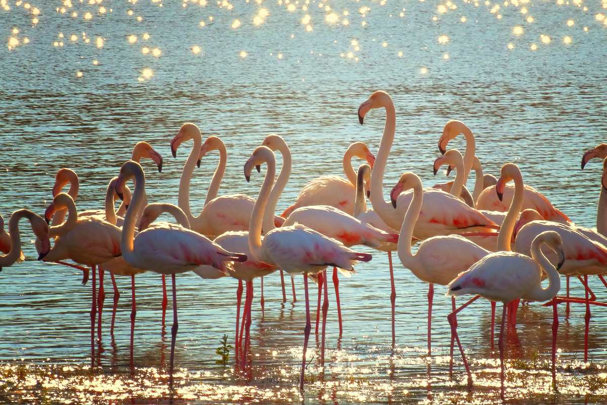 salento Riserva Naturale LTO Salina Monaci fenicotteri