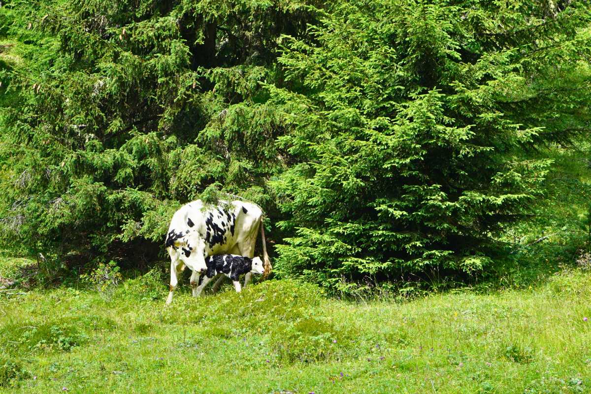 sentiero 120 rifugio città di carpi mucca con vitello appena nato