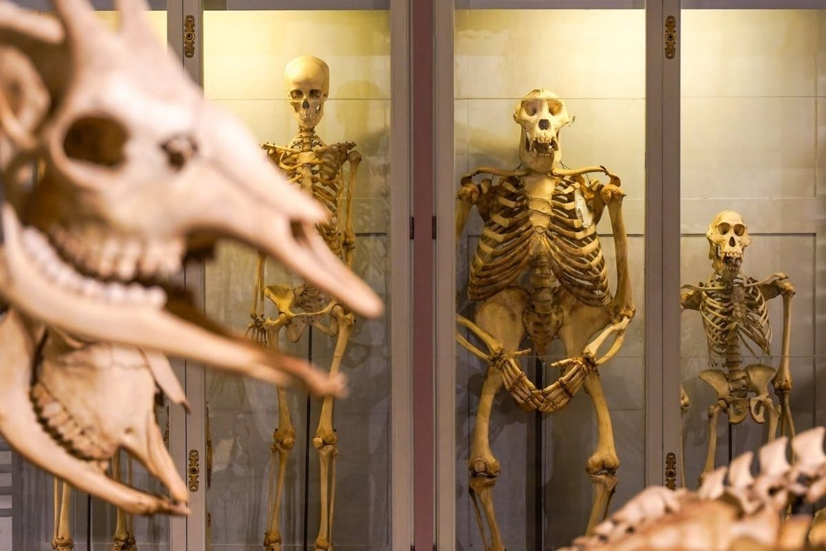 Firenze con ragazzi cosa vedere la specola